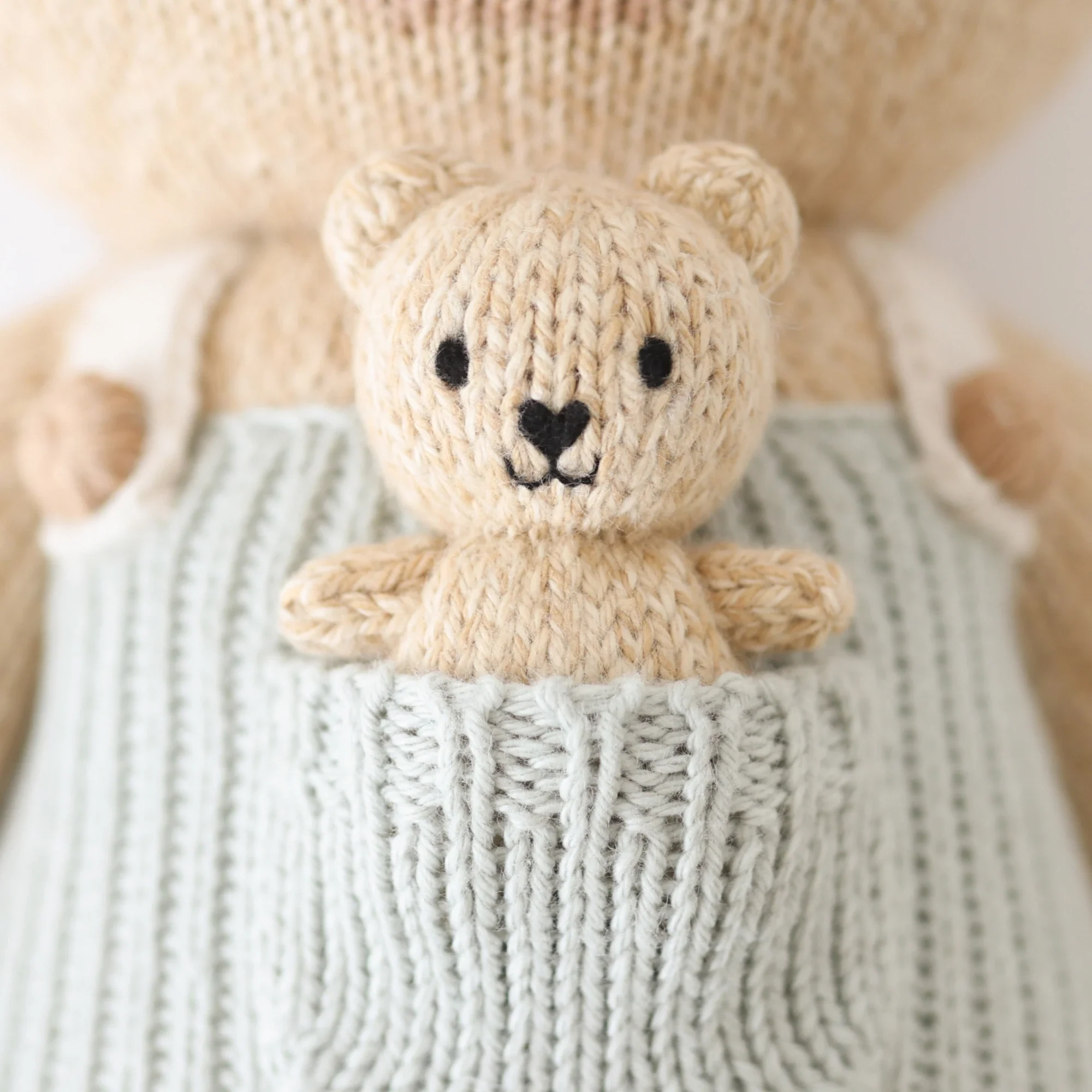Alexander the honey bear - Image 3